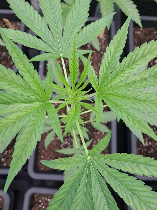 Amnesia Haze Go Fast. Week 5 - DAY41 Plant #2