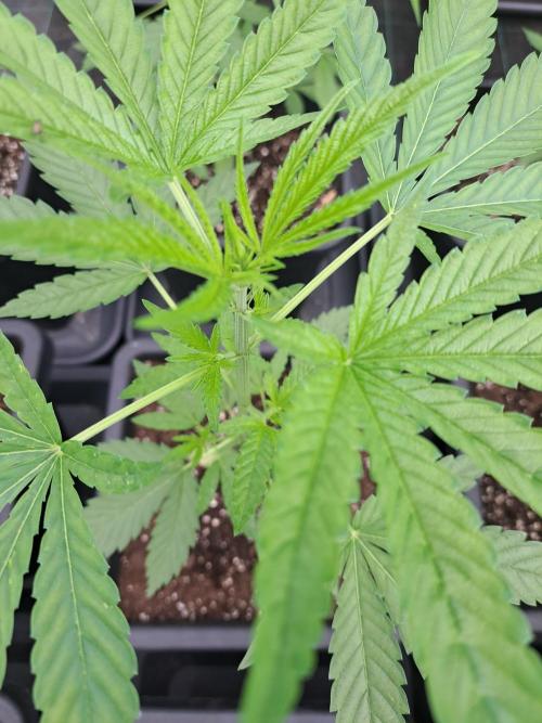 Amnesia Haze Go Fast. Week 5 - DAY41 Plant #3