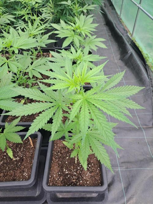 Clementine Slush. Week 5 - DAY41