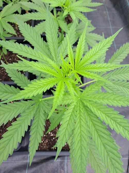 Clementine Slush. Week 5 - DAY41 Plant #1