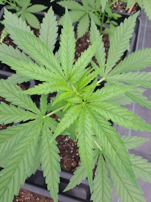 Clementine Slush. Week 5 - DAY41 Plant #2
