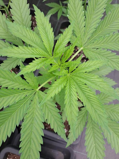 Clementine Slush. Week 5 - DAY41 Plant #3