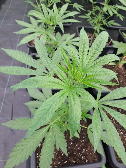 Permant Marker X Georgia Pie. Week 5 - DAY41