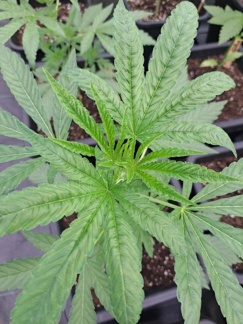 Permant Marker X Georgia Pie. Week 5 - DAY41 Plant #1