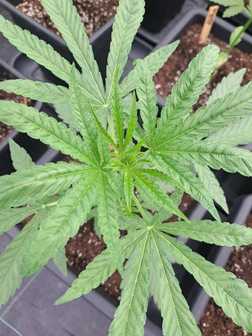 Permant Marker X Georgia Pie. Week 5 - DAY41 Plant #2