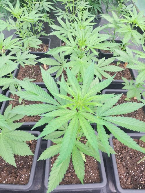 Sour Papaya. Week 5 - DAY41