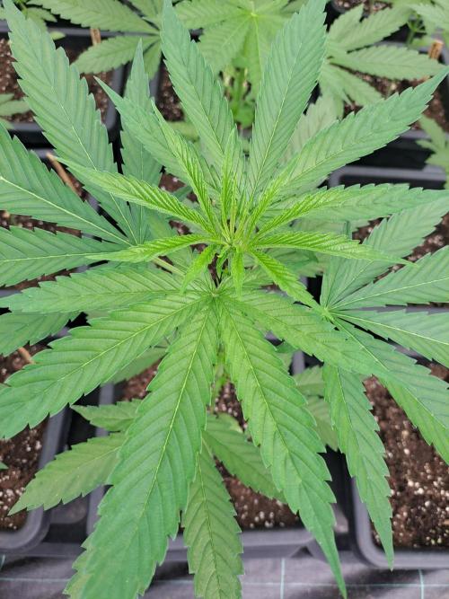 Sour Papaya. Week 5 - DAY41 Plant #1