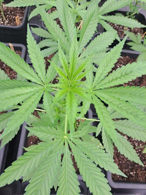 Sour Papaya. Week 5 - DAY41 Plant #2