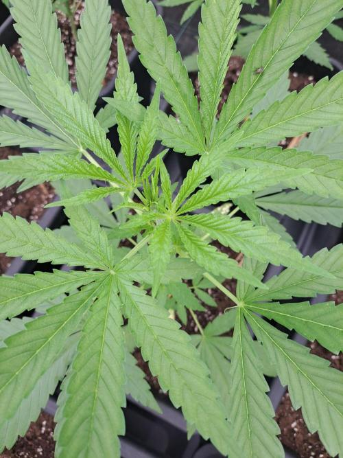 Sour Papaya. Week 5 - DAY41 Plant #3
