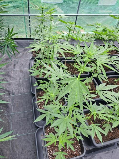 Mikromachine Auto. Week 5 - DAY41 Left row = Mikro Machine