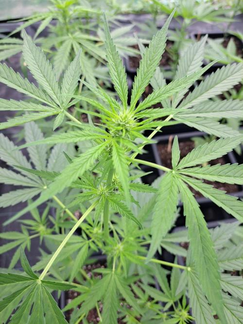 Mikromachine Auto. Week 5 - DAY41 Plant #1