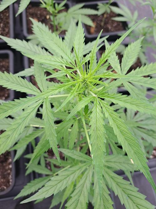 Mikromachine Auto. Week 5 - DAY41 Plant #2