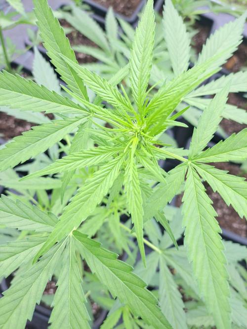 Mikromachine Auto. Week 5 - DAY41 Plant #3