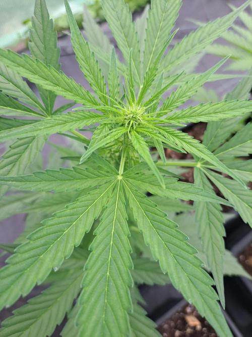 Mikromachine Auto. Week 5 - DAY41 Plant #4
