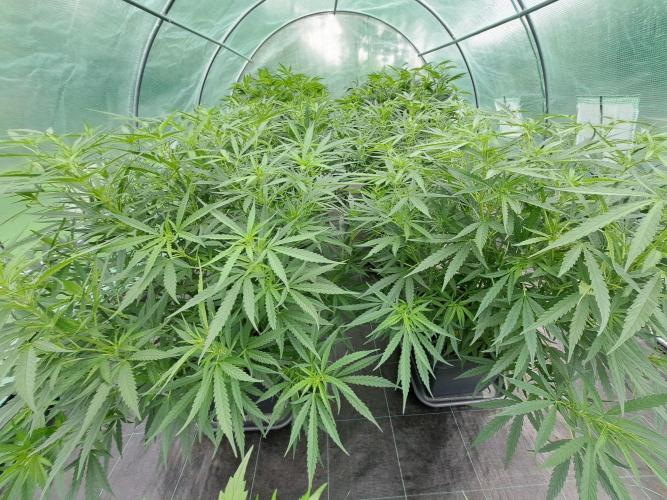 Biscotti#7 Zamnesia CLONE. Week 17 - DAY121 After Topping
