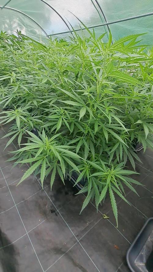 Biscotti#7 Zamnesia CLONE
