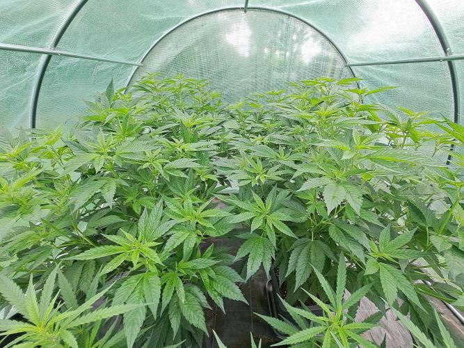 GH Cookies Gelato CLONE. Week 16 - DAY116 Before Pruning