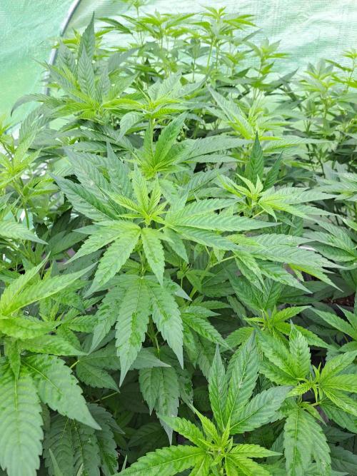 GH Cookies Gelato CLONE. Week 16 - DAY116 Before Pruning