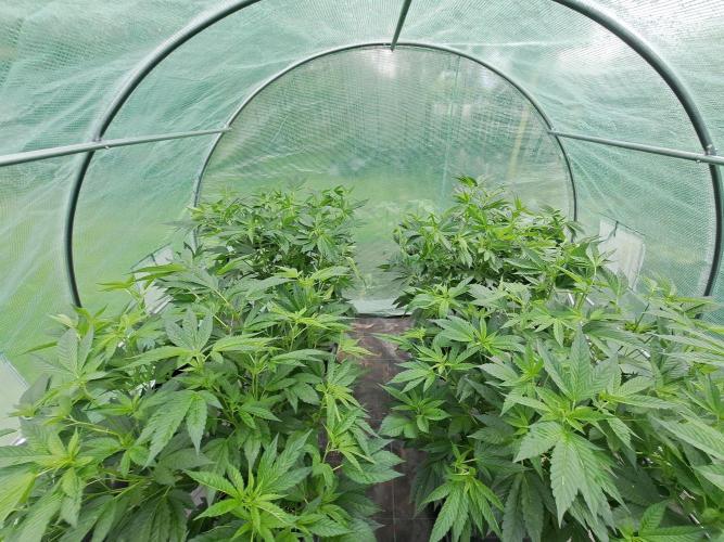 GH Cookies Gelato CLONE. Week 16 - DAY116 After Pruning