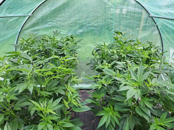 GH Cookies Gelato CLONE. Week 16 - DAY116 After Pruning
