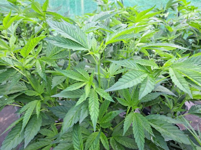 GH Cookies Gelato CLONE. Week 16 - DAY116 After Pruning