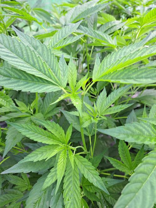 GH Cookies Gelato CLONE. Week 16 - DAY116 After Pruning