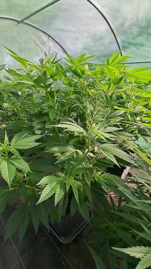 GH Cookies Gelato CLONE