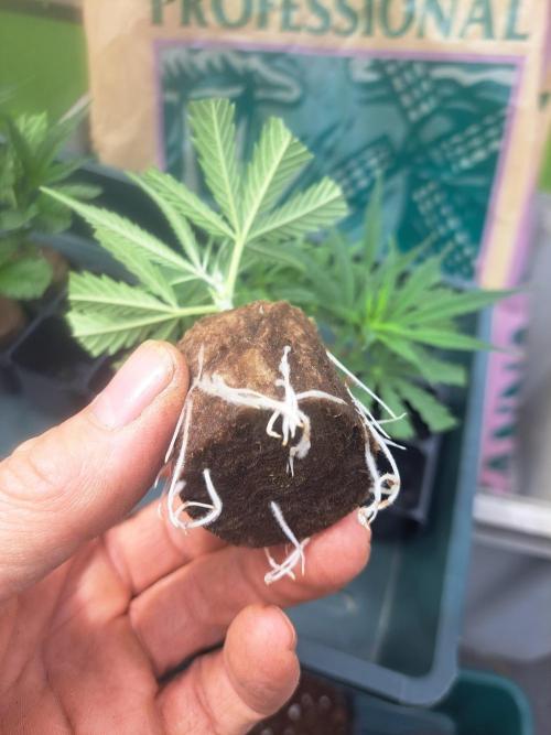 OUT Biscotti#7 CLONE. Week 2 - DAY16 Well rooted clone