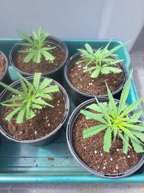 Biscotti. Week 2