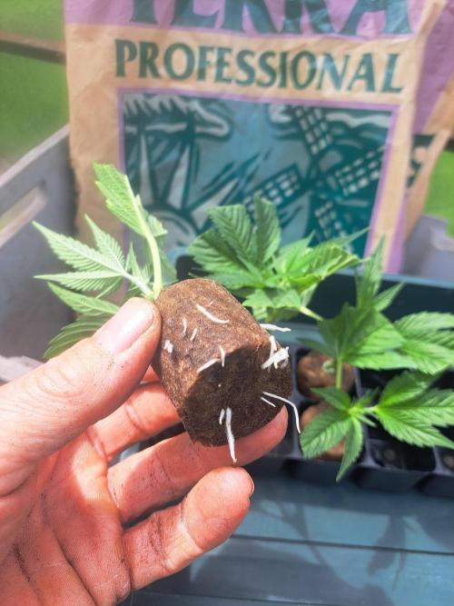 OUT Cookies Gelato CLONE. Week 2 - DAY16 Well rooted clone