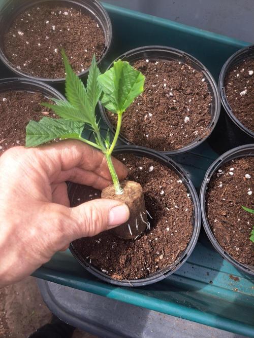 OUT Cookies Gelato CLONE. Week 2 - DAY16 Transplanting