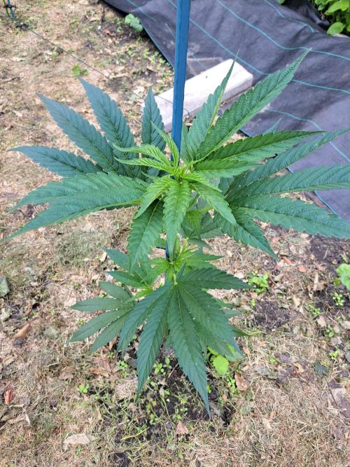 OUT Cookies Gelato CLONE. Week 6 - DAY43 Plant #1 57cm