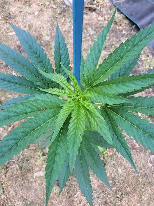 OUT Cookies Gelato CLONE. Week 6 - DAY43 Plant #1 57cm