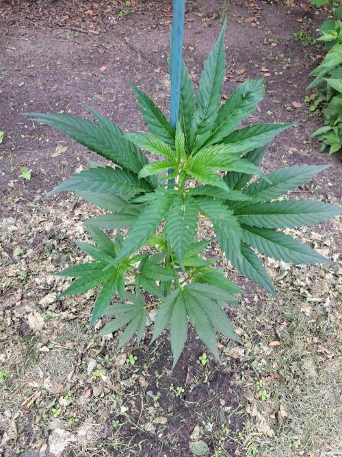 OUT Cookies Gelato CLONE. Week 6 - DAY43 Plant #2 54cm