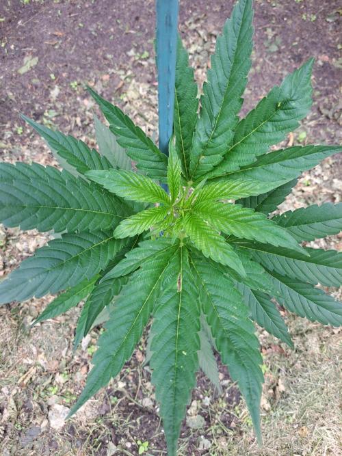 OUT Cookies Gelato CLONE. Week 6 - DAY43 Plant #2 54cm