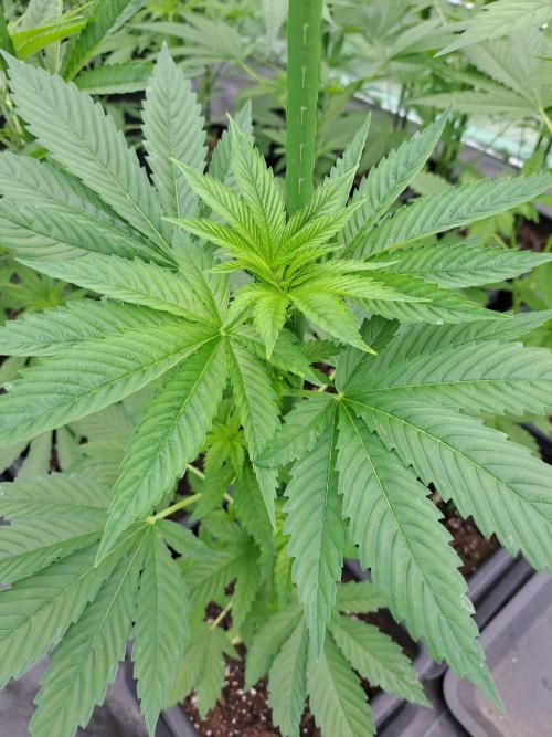 Zoap Rosé. Week 6 - DAY49