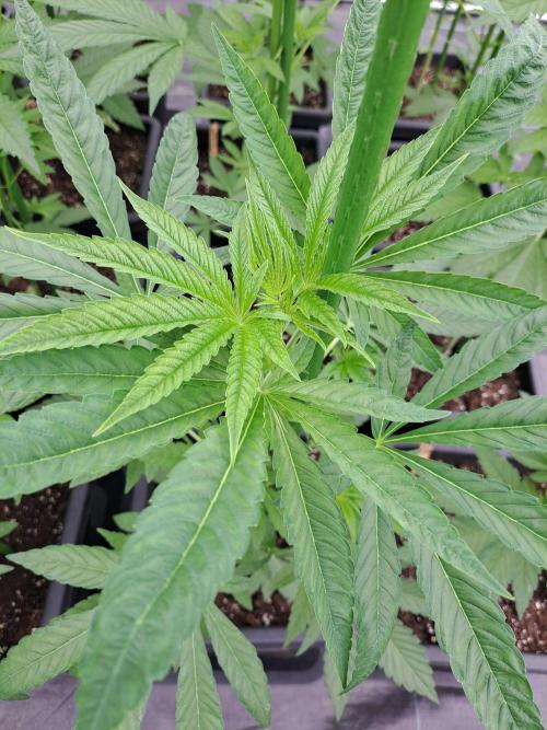 Permant Marker X Georgia Pie. Week 6 - DAY49 Plant#1