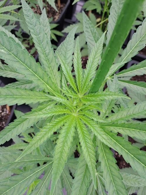 Permant Marker X Georgia Pie. Week 6 - DAY49 Plant#2