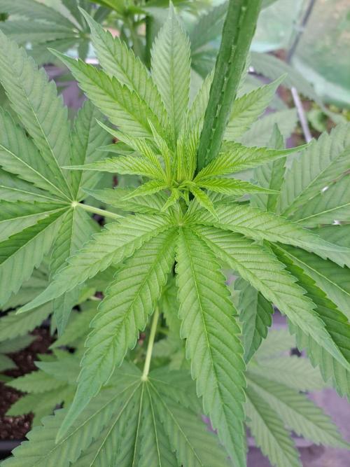 Sour Papaya. Week 6 - DAY49 Plant #1