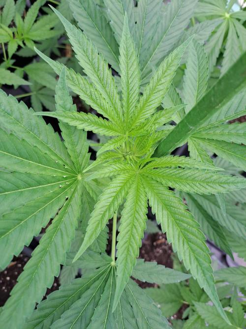 Sour Papaya. Week 6 - DAY49 Plant #2