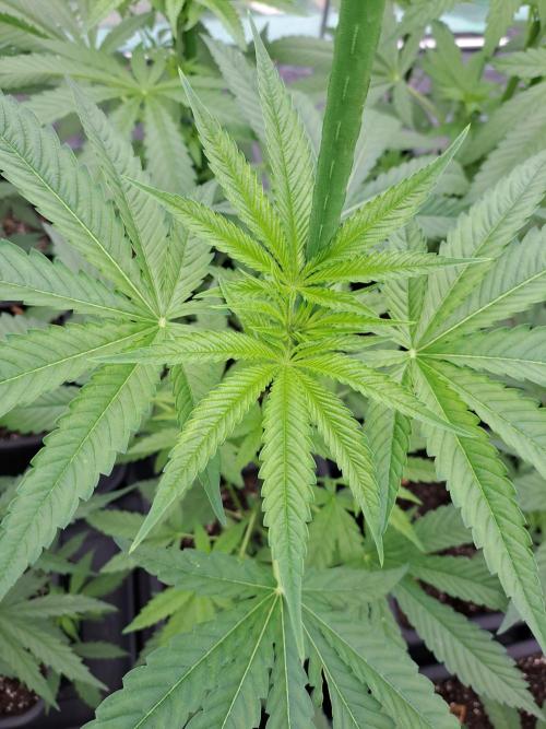 Sour Papaya. Week 6 - DAY49 Plant #3