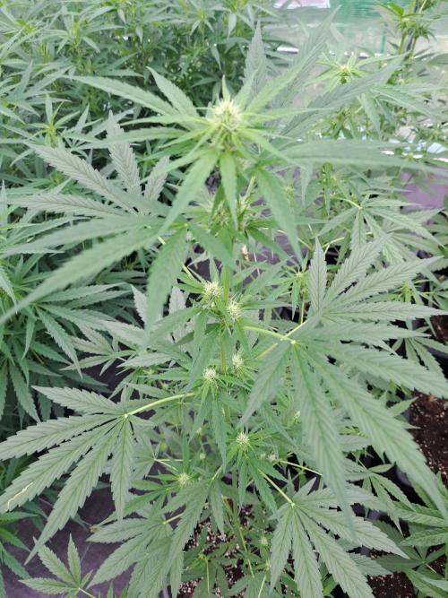 Mikromachine Auto. Week 6 - DAY49 Plant #1
