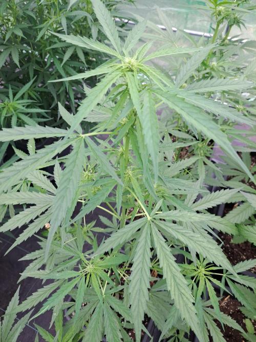 Mikromachine Auto. Week 6 - DAY49 Plant #2