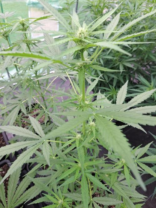Mikromachine Auto. Week 6 - DAY49 Plant #3