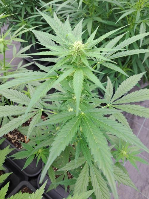 Mikromachine Auto. Week 6 - DAY49 Plant #4