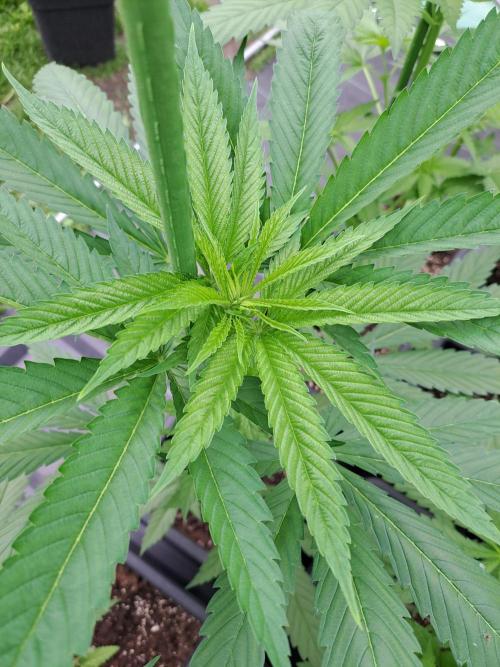 Amnesia Haze Go Fast. Week 6 - DAY49 Plant #1