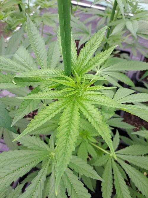 Amnesia Haze Go Fast. Week 6 - DAY49 Plant #2