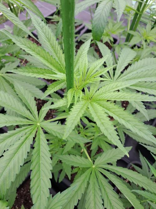 Amnesia Haze Go Fast. Week 6 - DAY49 Plant #3