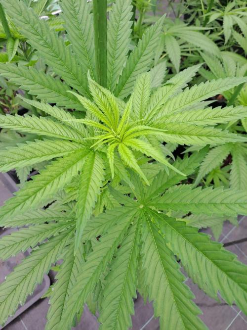 Clementine Slush. Week 6 - DAY49 Plant #1