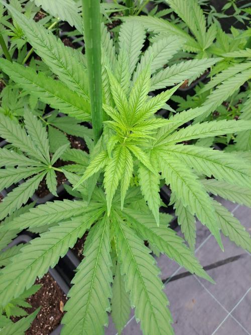 Clementine Slush. Week 6 - DAY49 Plant #2